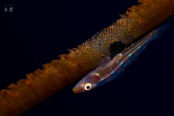Wire-coral Goby - Mayotte
No crop by Takma Lherminier 